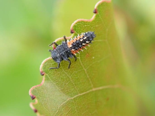 Pests Research