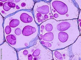 Research cytoplasm