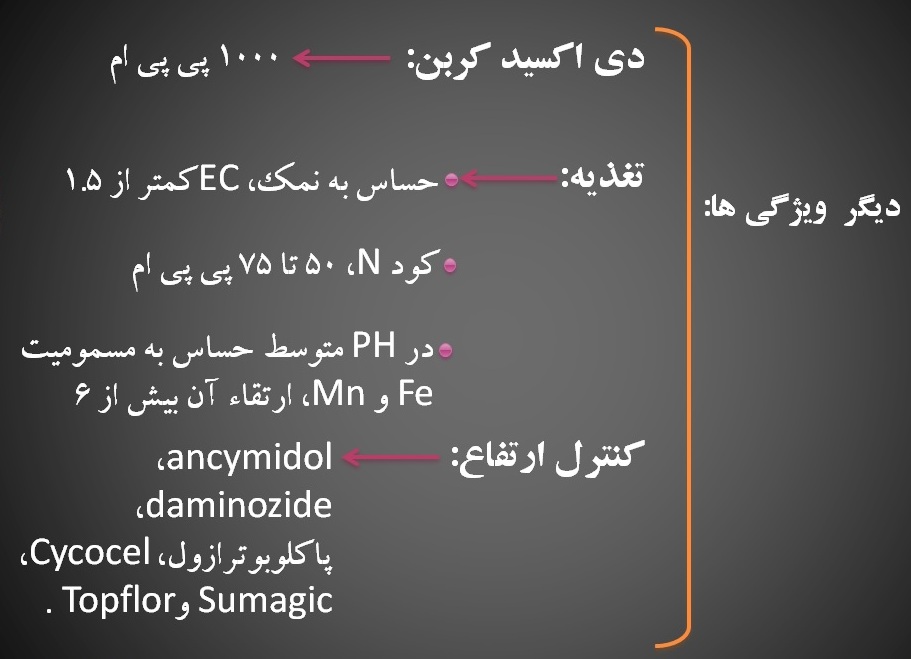 دانلود پاورپوینت گل سولماز و زنبق 52 اسلاید
