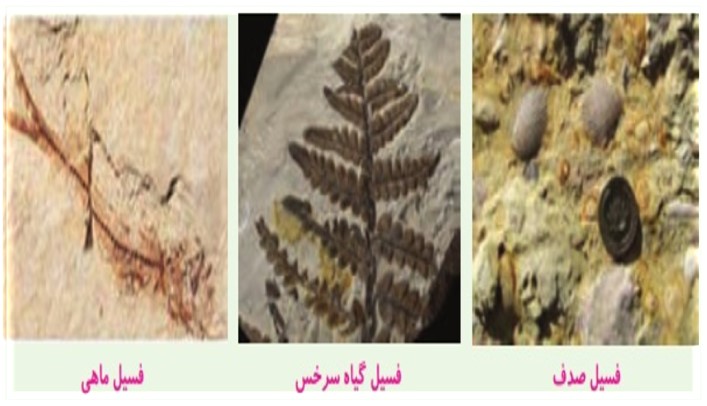فسیل